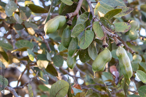  Jatobá fruits (Hymenaea courbaril), in selective focus. typical brazilian fruits photo