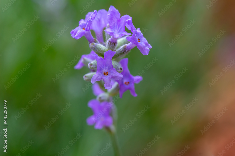 Macro abstract cutout view of a tiny cluster of fresh purple blooming English lavender herb (lavandula angustifolia) flower blossoms with defocused foliage background Macro abstract cutout view of a tiny cluster of fresh purple blooming English lavender herb (lavandula angustifolia) flower blossoms with defocused foliage background