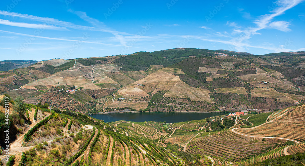 Panoramic of vineyards on the Douro River, Portugal