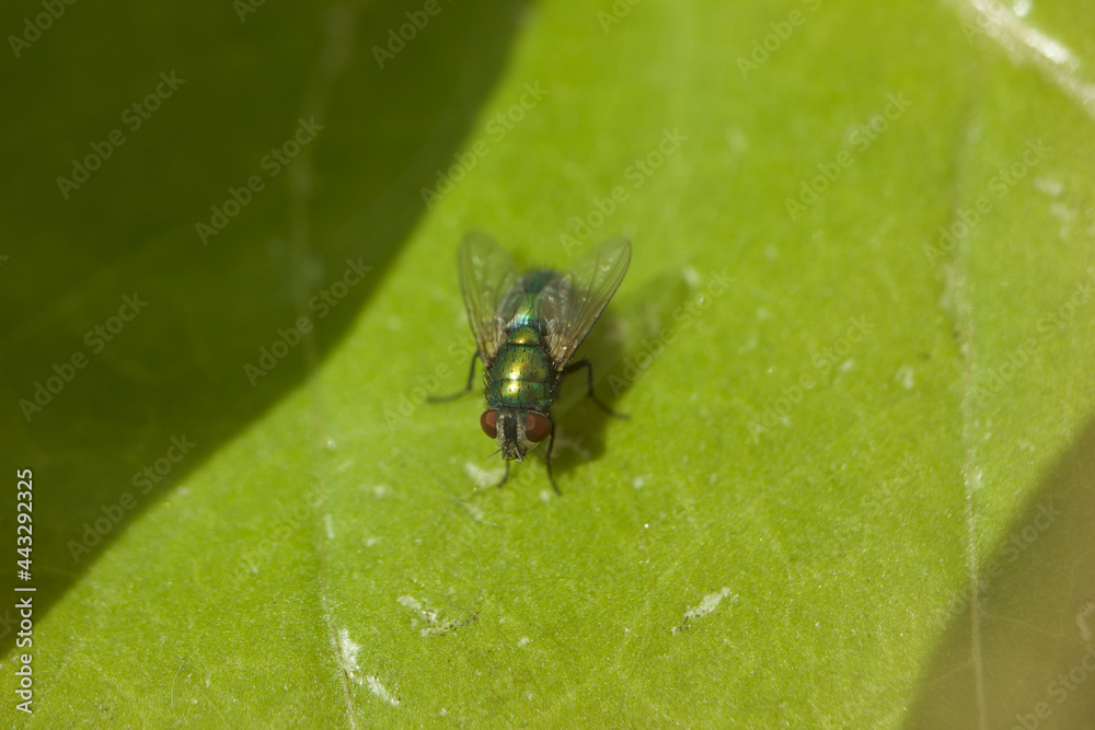 Close Up Fly Close Up Fly