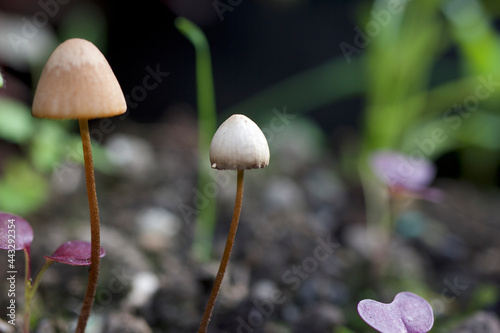 Couple of Wild Fungi 