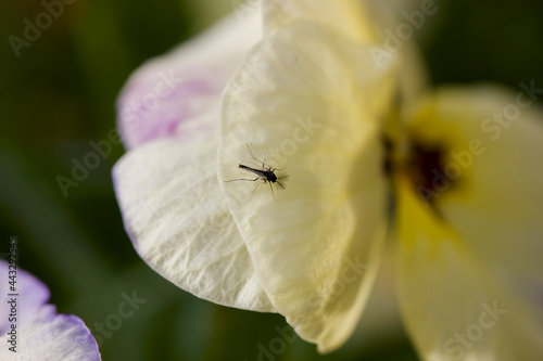 Bug on White Viola