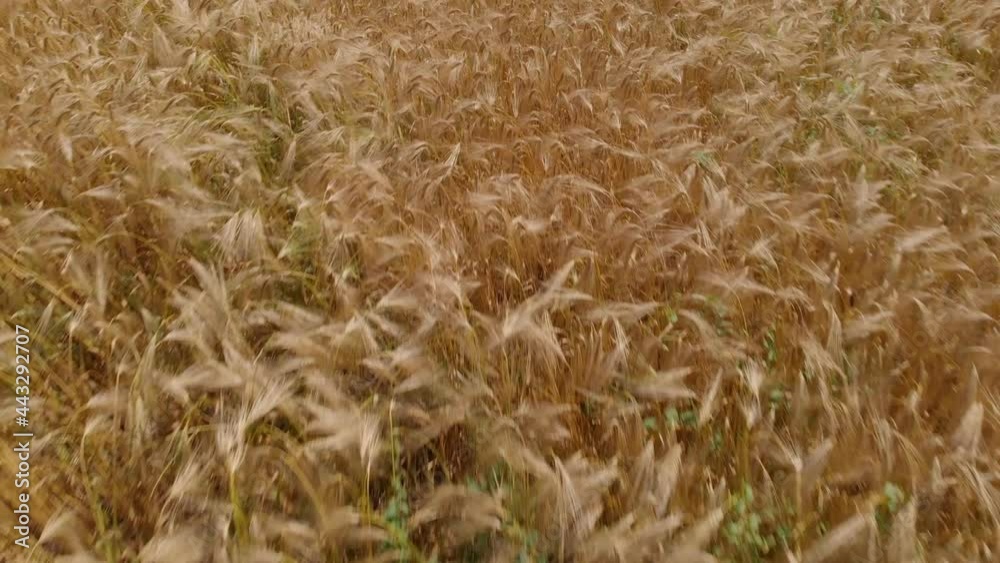 Wheat field, farm field with wheat. Drone view Wheat field, farm field with wheat. Drone view