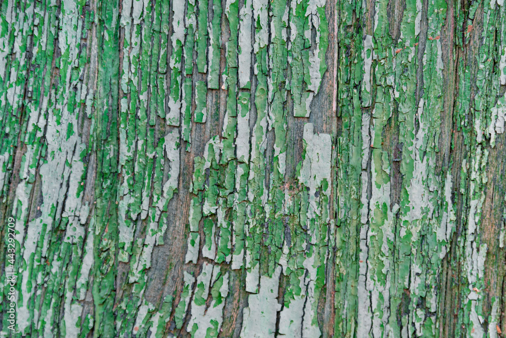 Textured green wood with grain Textured green wood with grain