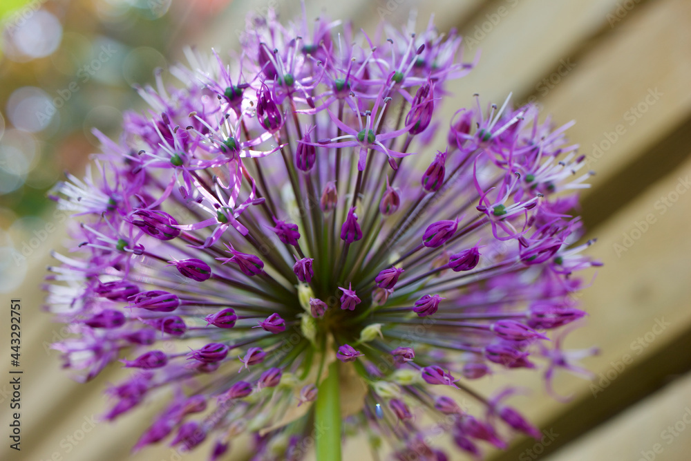 Allium Flower