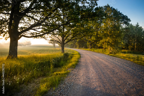 A summer morning landscape with a gravel road in the rural area. Countryside dirt road. Summertime scenery of Northern Europe.