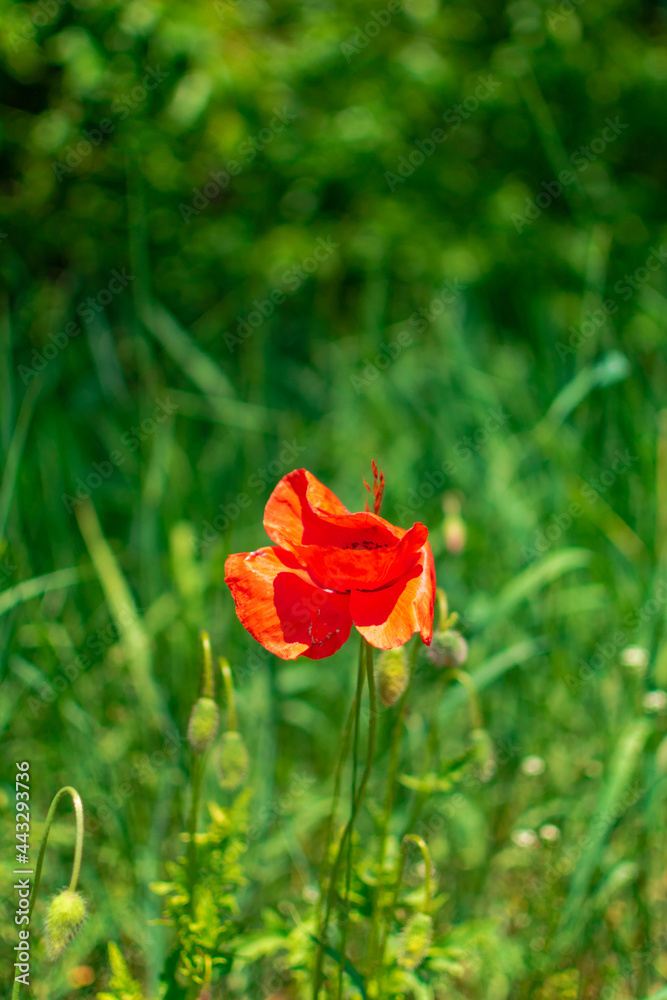 Fototapeta premium red poppy flower