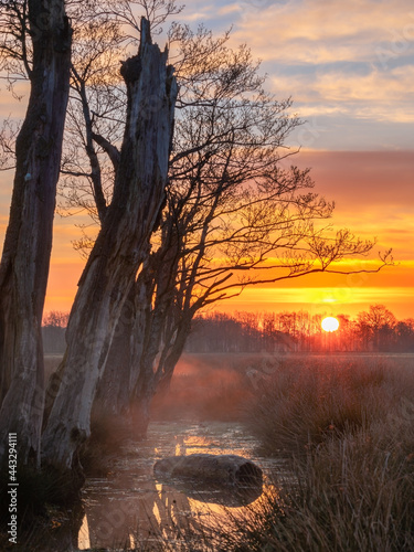 Sunrise in the moor, Orange sky and blue during sunrise nice silhouets of trees and branches mist above water