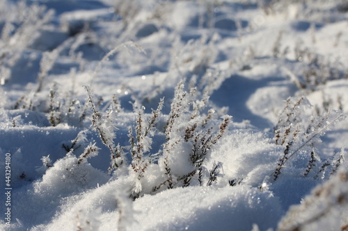 Wunderschöne Heidefläche bei Undeloh mit dickem glitzernden Schnee. photo