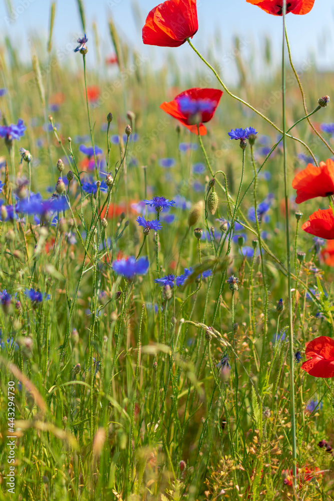 Obraz premium field of poppies