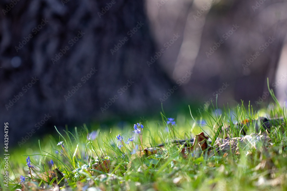 spring in the forest - Scilla bifolia, the alpine squill or two-leaf squil spring in the forest - Scilla bifolia, the alpine squill or two-leaf squil