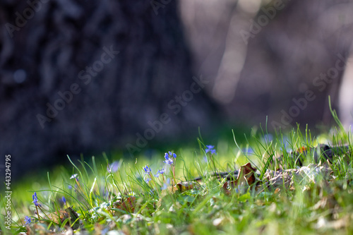 spring in the forest - Scilla bifolia, the alpine squill or two-leaf squil