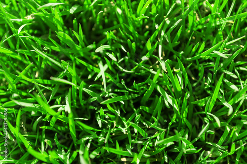 Green grass background top view. Young sprouts of lush green grass.