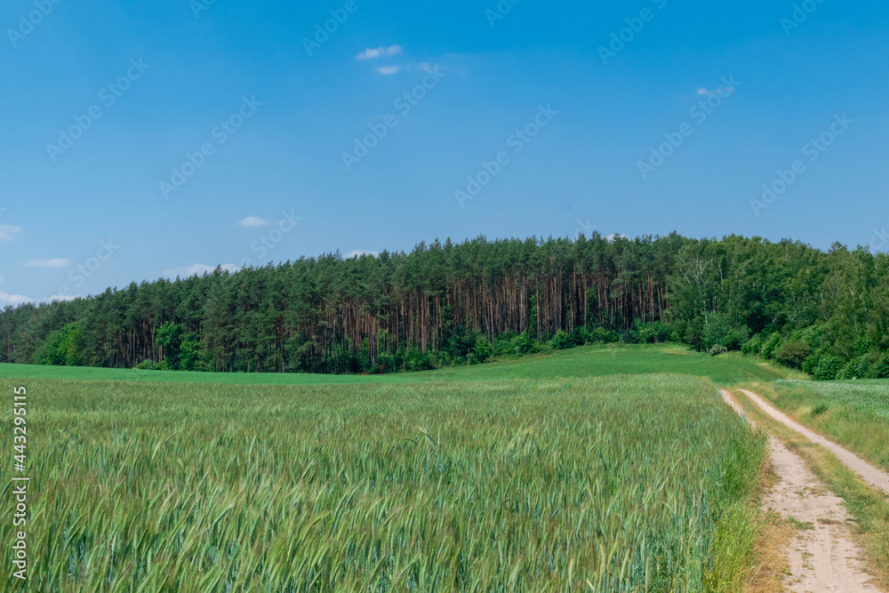 Obraz premium path in the forest