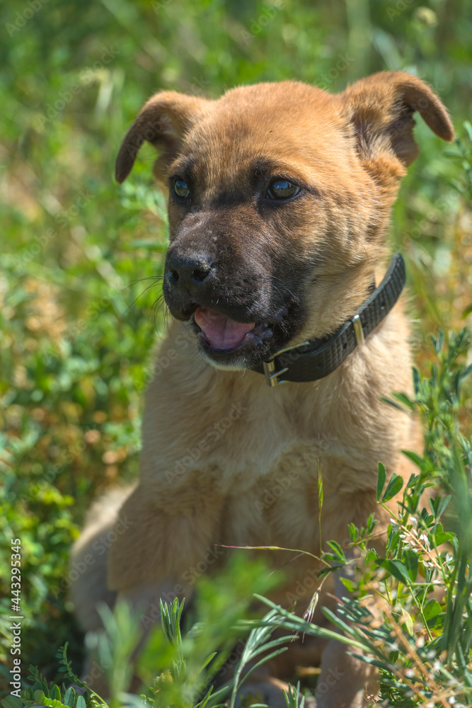 brown mongrel puppy on green grass background