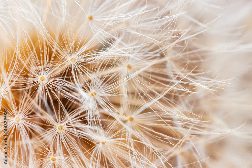 Abstract of airy and fluffy seed dandelion flower texture. Selective soft focus. Summer background Abstract of airy and fluffy seed dandelion flower texture. Selective soft focus. Summer background