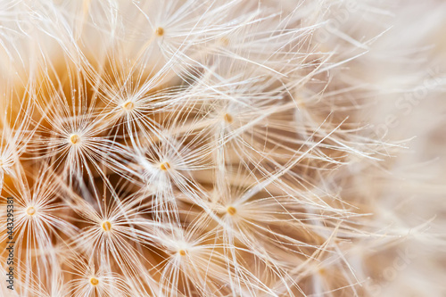 Abstract of airy and fluffy seed dandelion flower texture. Selective soft focus. Summer background