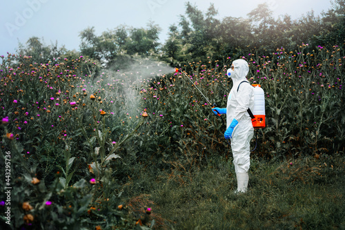 Man in protective workwear spraying herbicide on thistle plants photo