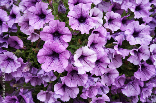 Flowers of Petunia Surfinia.