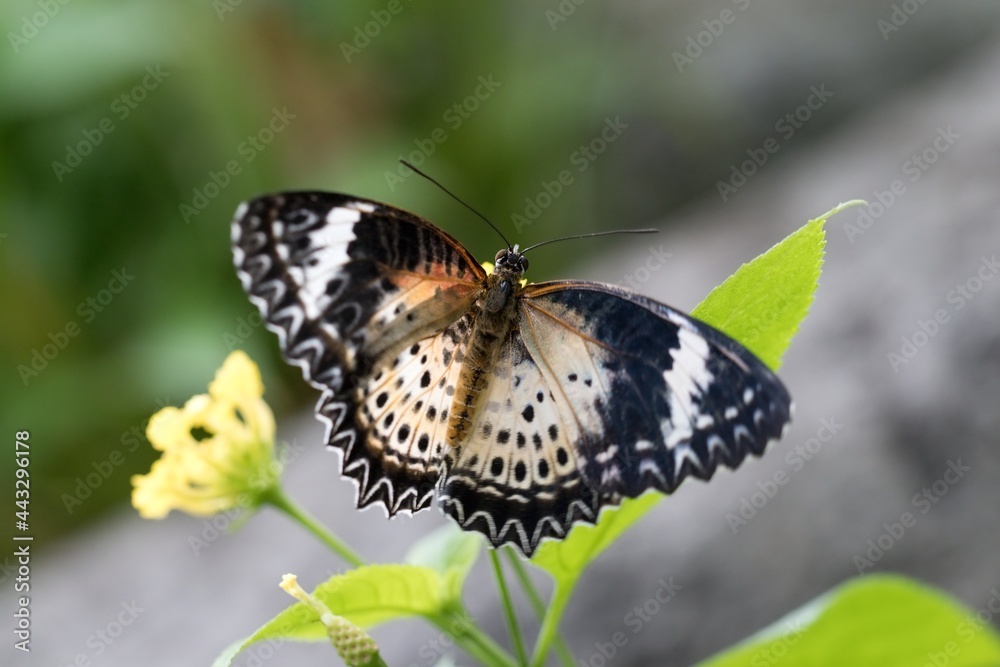 Fototapeta premium Betterfly Cethosia cyane