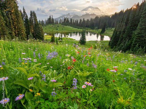 Amazing wildflowers blooming in Mount Rainier at Tipsoo Lake photo