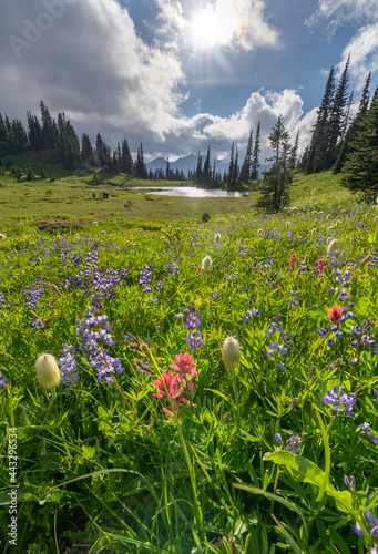 Amazing wildflowers blooming in Mount Rainier at Tipsoo Lake photo