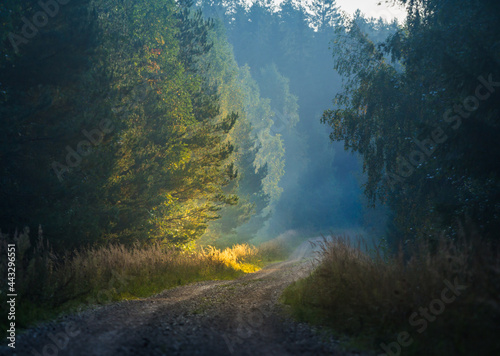 A summer morning landscape with a gravel road in the rural area. Countryside dirt road. Summertime scenery of Northern Europe.