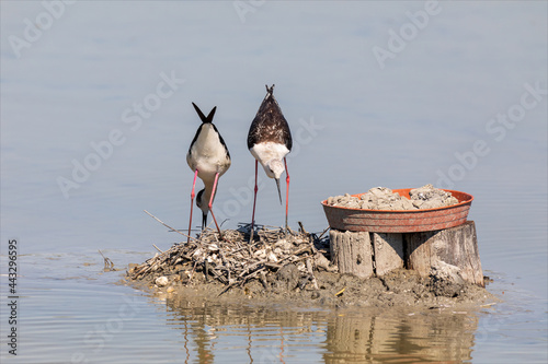 Coppia di uccelli acquatici, cavaliere d'italia, himantopus che nidifica in una riserva naturale nella laguna del mare di marano lagunare.  photo