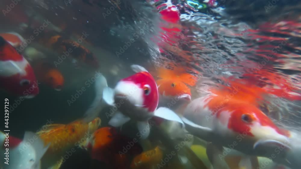 Japanese koi carp in the pond