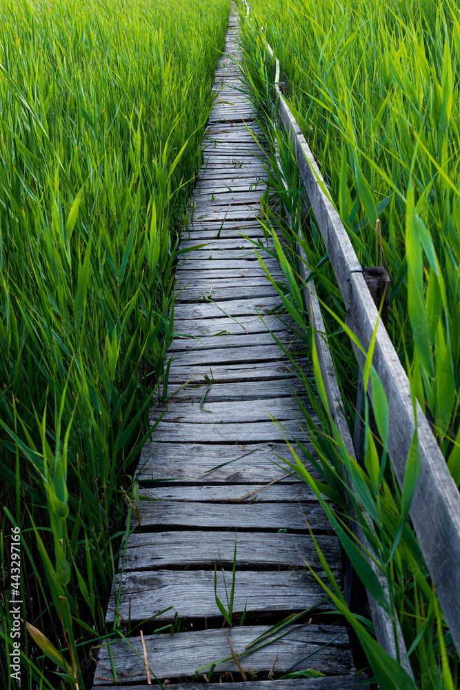 Obraz premium Wooden path in the reed field. Path through the reeds. The reed from Sic, Cluj, Romania