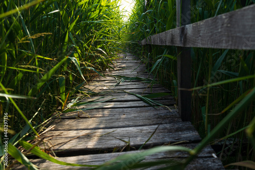 Wooden path in the reed field. Path through the reeds. The reed from Sic, Cluj, Romania