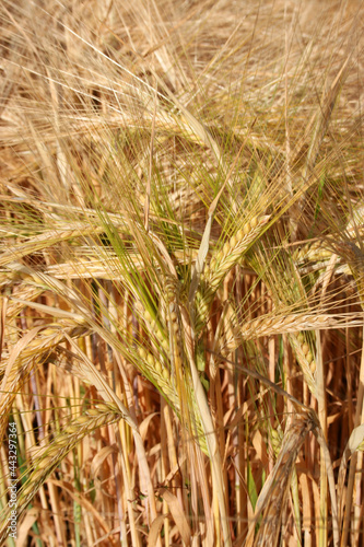 Barley  a member of the grass family  is a major cereal grain grown in temperate climates globally.