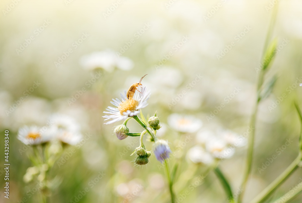 Summer floral background with wild daisy flowers and a beetle, wild chamomile flowers close-up on green blurry background
