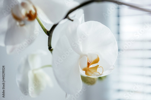 Close-up of a white Phalaenopsis white orchid  popular home plants
