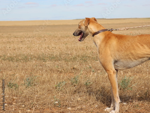 beautiful fast spanish greyhound dog energy hunting race