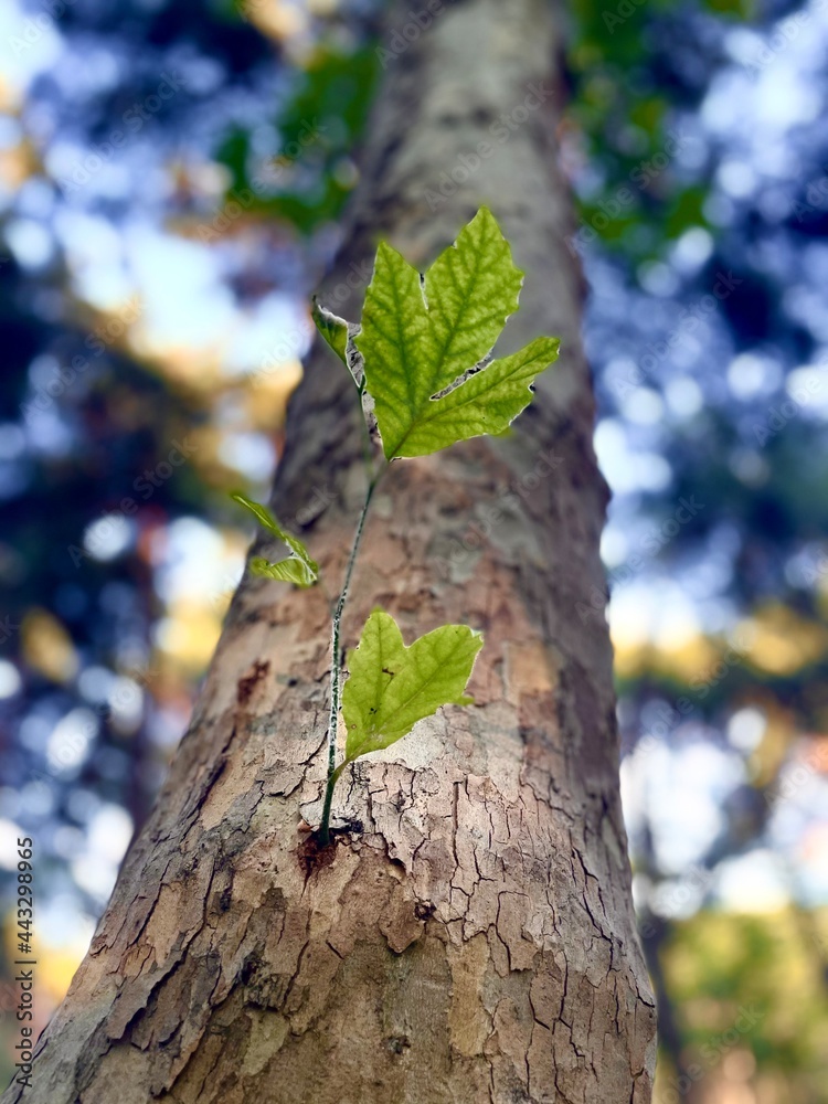 Fototapeta premium tree in the forest