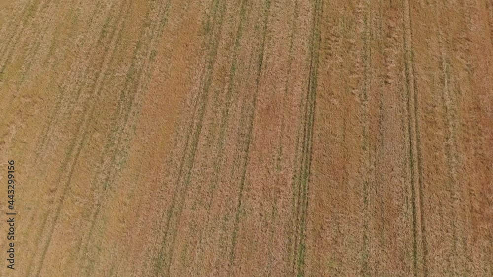 Wheat field, farm field with wheat. Drone view Wheat field, farm field with wheat. Drone view