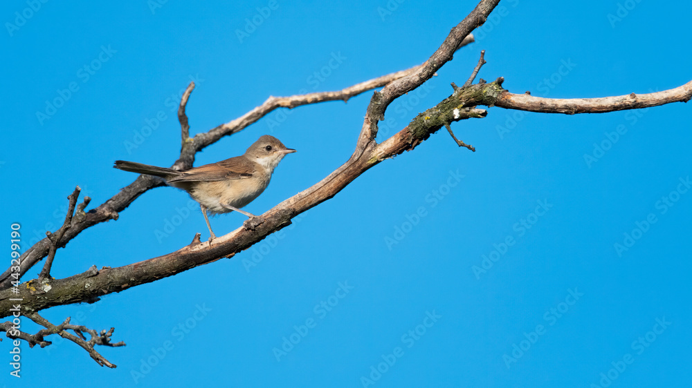 bird, natur, wild lebende tiere, tier, spatz, ast, baum, wild, schnabel, bird, natur, wild lebende tiere, tier, spatz, ast, baum, wild, schnabel,