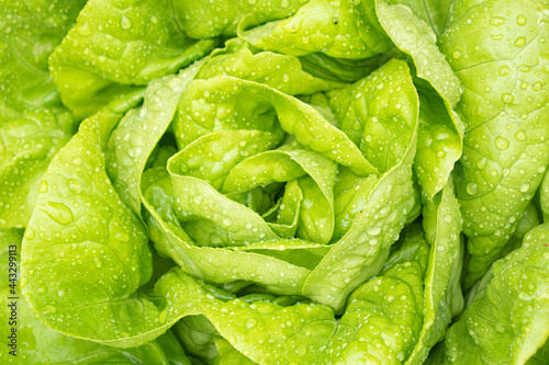 fresh green salad