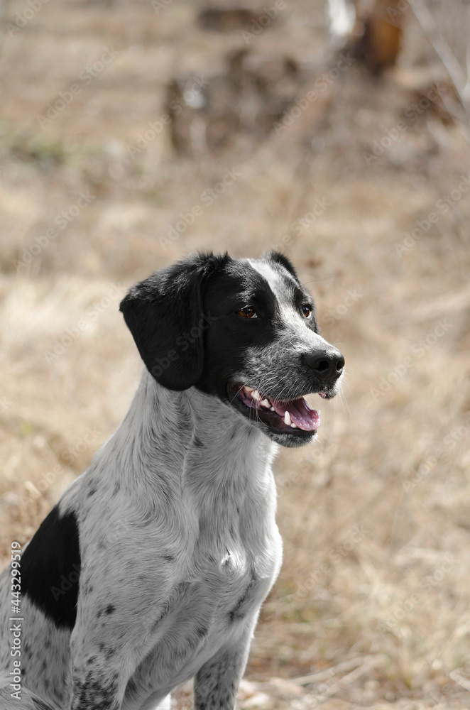 A spotted dog on a defocused natural background A spotted dog on a defocused natural background