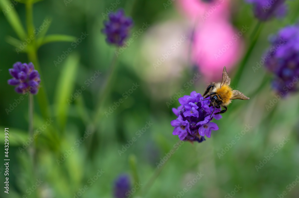 Bumblebee (Bombus) on lavender (Lavandula angustifolia) at a wild herb meadow. Bumblebee (Bombus) on lavender (Lavandula angustifolia) at a wild herb meadow.