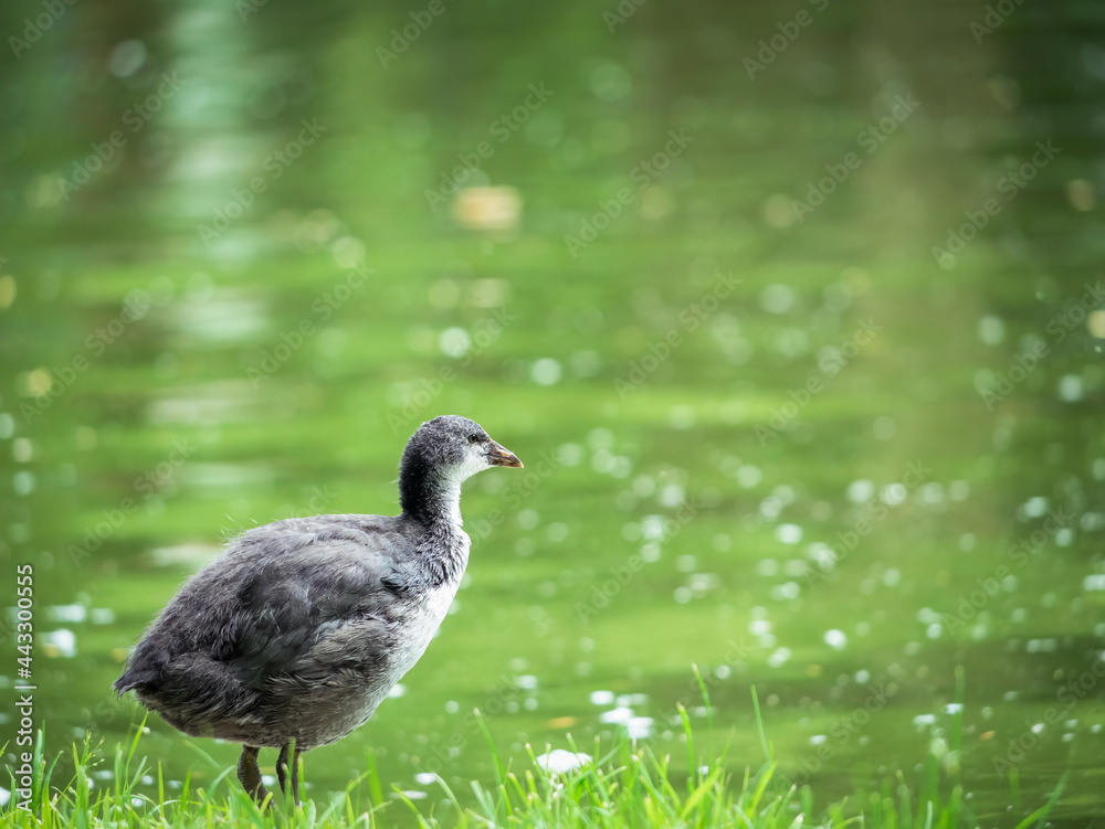Young Eurasian coot standing on green grass at the edge of the water. Young Eurasian coot standing on green grass at the edge of the water.