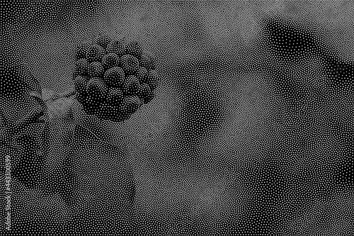Stipple Technique & A Plant and Its Seeds