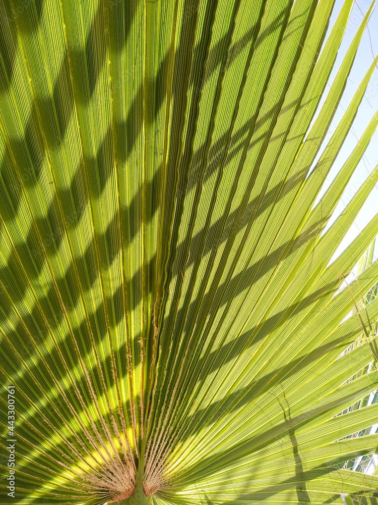 Fototapeta premium Selective focus texture of green palm leaf. Palm tree leaf surface. Natural background with copy space.