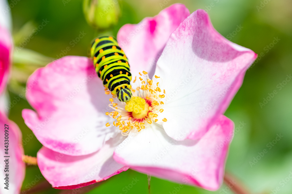 Naklejka premium Caterpillar of an old world swallowtail, Papilio machaon on a pink rose 