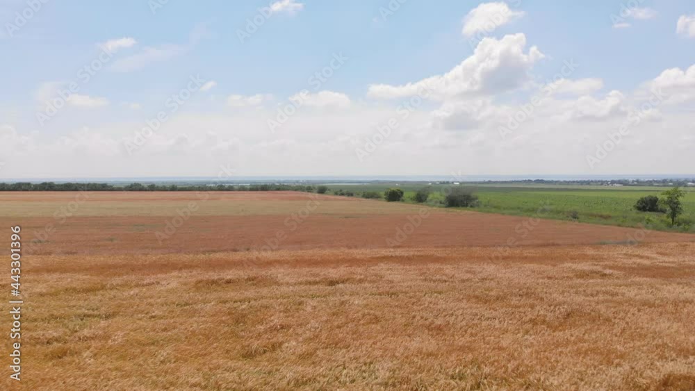 Wheat field, farm field with wheat. Drone view Wheat field, farm field with wheat. Drone view