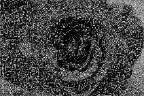 Stipple Technique Rose