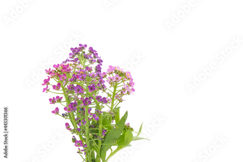 Purple Sweet Alyssum