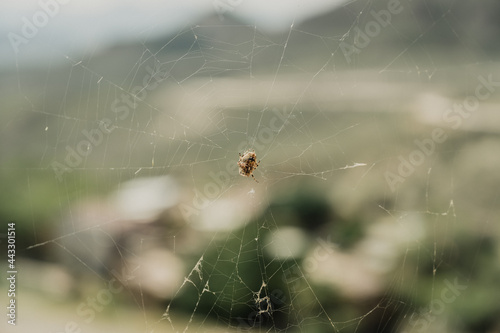 Obraz na płótnie Araña en su telaraña en el desierto de cHihuahua w salonie