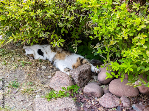 The nice cat lies шт the park under trees at hot weather